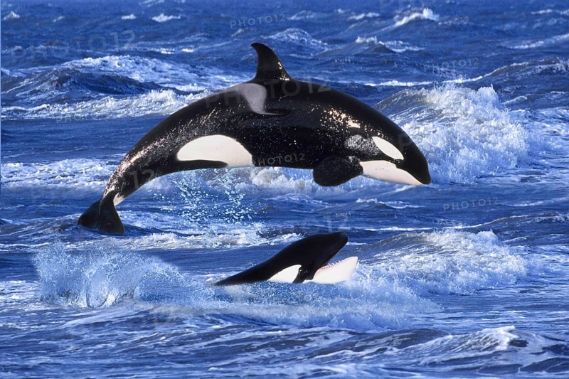 Orcas (Orcinus orca), Schwertwale, seitlich, side, Orka