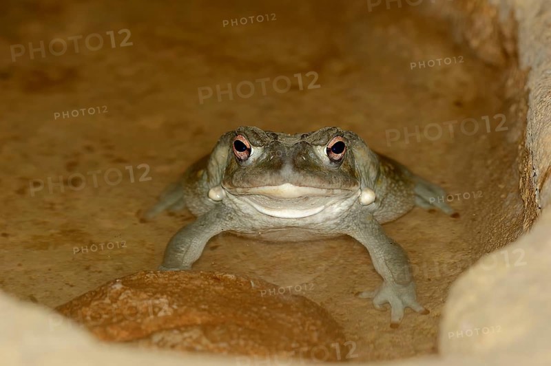 Colorado River Toad (Bufo alvarius), Sonoran Desert Toad
