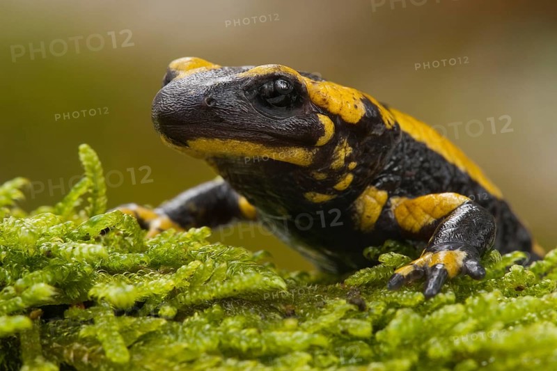 Fire salamander (Salamandra salamandra) Rhineland-Palatinate, Germany, Europe