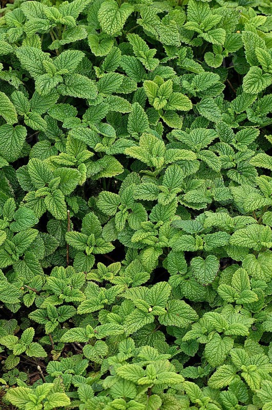 LEMON BALM (melissa officinalis)