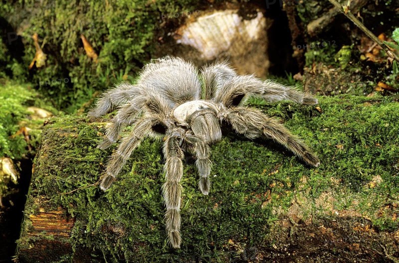 Spider, theraphosa sp, Specy from South America