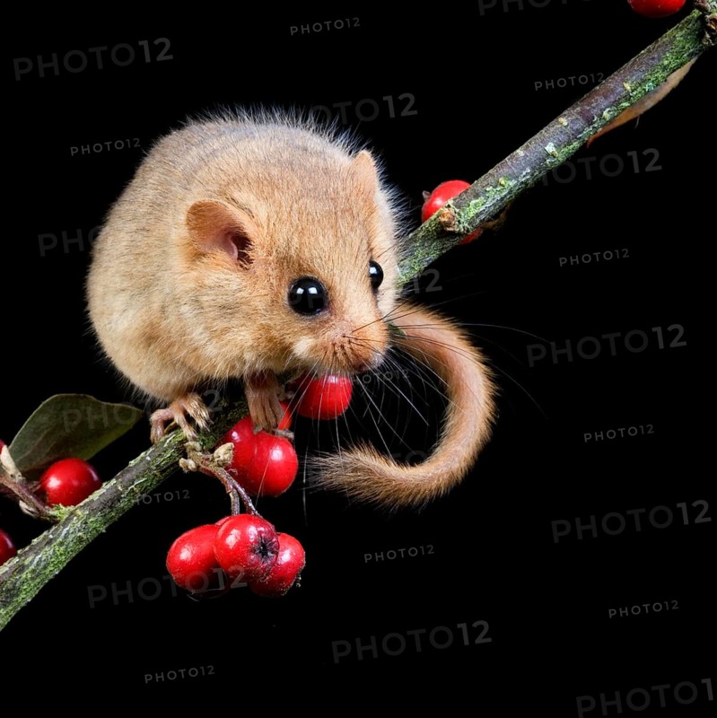 Common Dormouse (muscardinus avellanarius), standing on Branch with Berries, Normandy