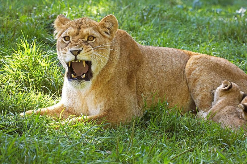 AFRICAN LION (panthera leo), FEMALE GROWLING WITH BABY