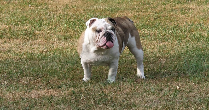 English Bulldog, Female on the Lawn, Normandy