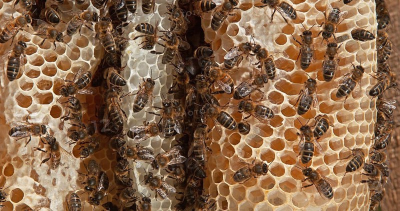 European Honey bee (Apis mellifera), Bees working on a Wild Ray, Natural Brood, Normandy