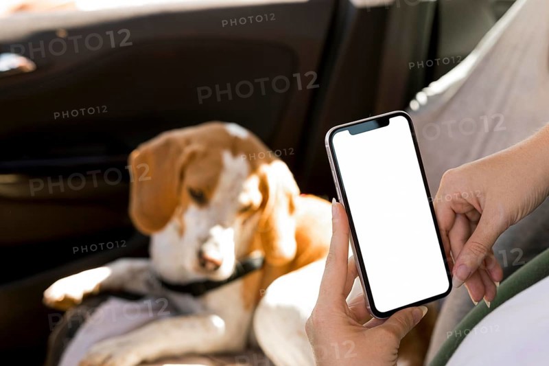 Person holding mobile phone blurred dog background