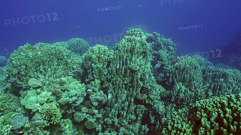 Hard corals colony Porites, tropical fish swim above top of coral reef in sun rays, Red sea, Safaga, Egypt, Africa