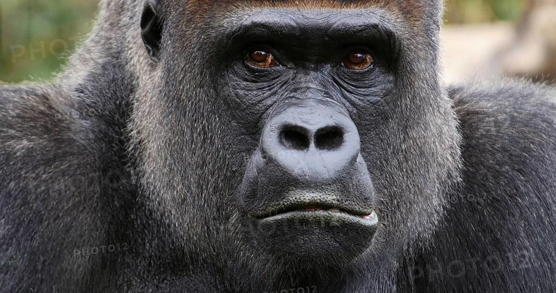 Eastern Lowland Gorilla (gorilla gorilla) graueri, Portrait of Male