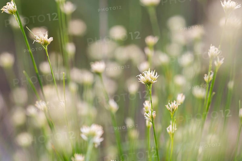 White beak-sedge (Rhynchospora alba), many flowers in a bog, Emsland, Lower Saxony, Germany, Europe