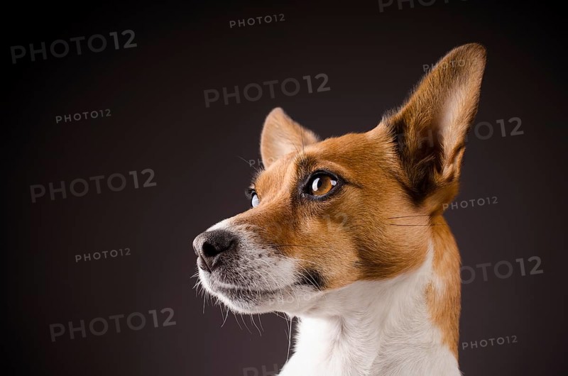 Studio shot of a Jack Russell Terrier