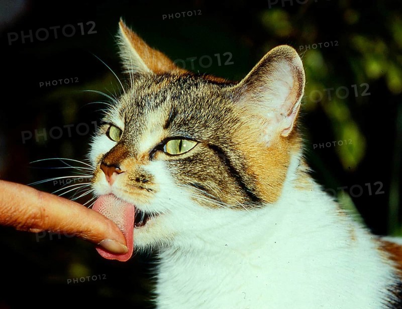 Domestic cat