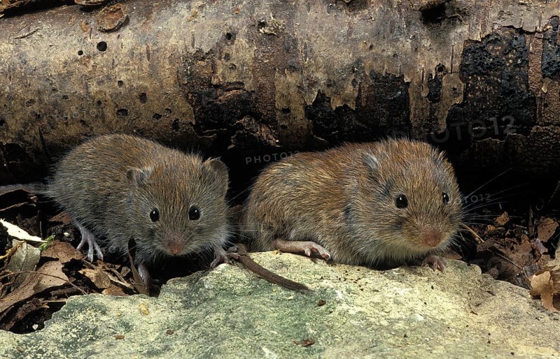 BANK VOLE (clethrionomys glareolus), FRANCE