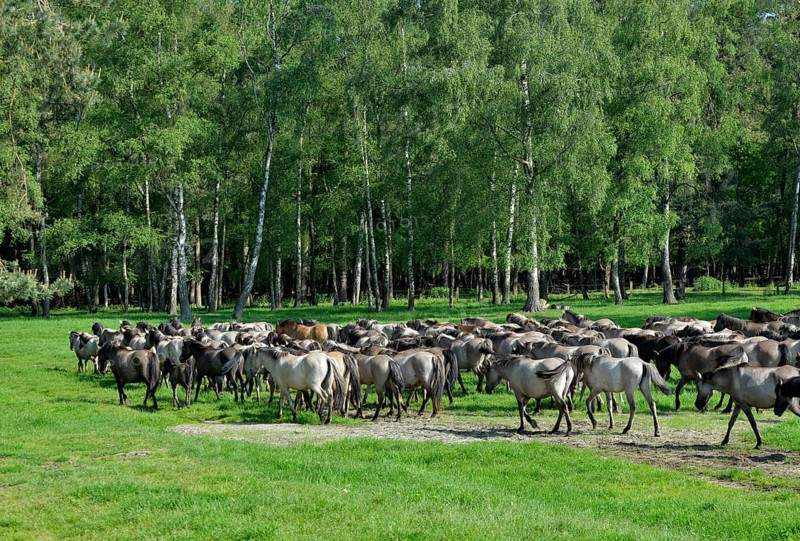 Wild horses, herd, nature reserve Merfelder Bruch in Dülmen, Münsterland, North Rhine-Westphalia, Germany, Europe