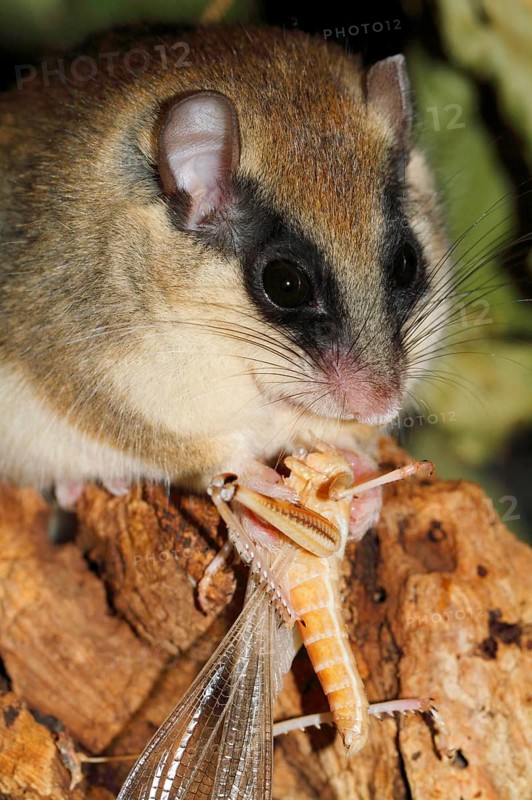 Forest Dormouse (Dryomys nitedula) eating cricket, Germany, Europe