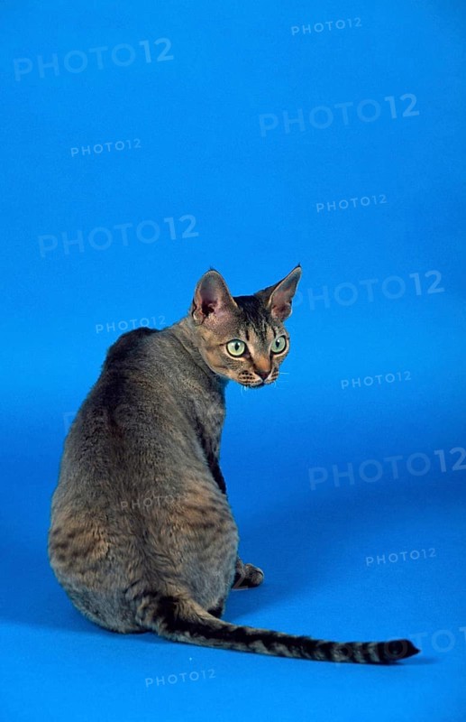 Devon Rex Cat