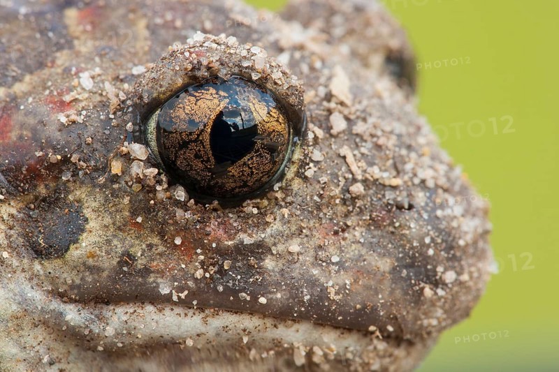 Common spadefoot (Pelobates fuscus) Rhineland-Palatinate, Germany, Europe