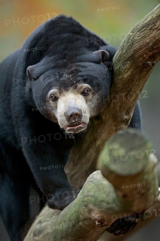 Sun bear (Helarctos malayanus) Sun bear