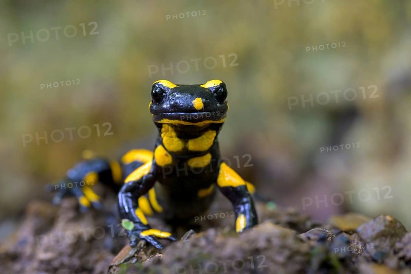 Fire salamander (Salamandra salamandra), Hesse, Germany, Europe