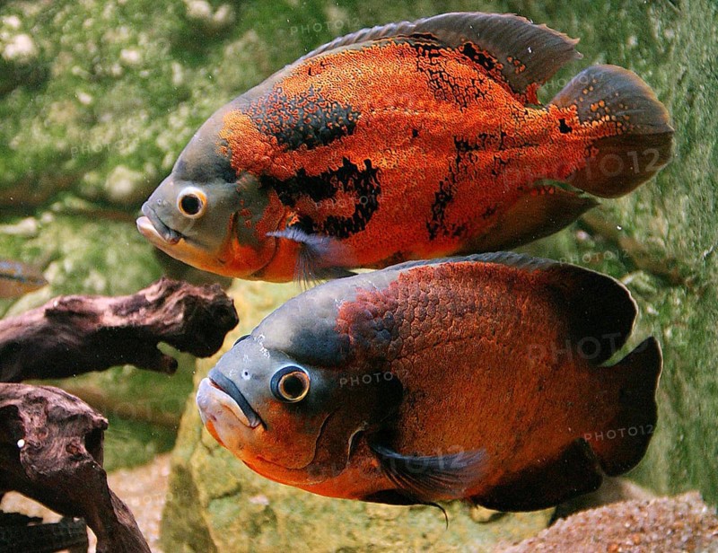 TIGER OSCAR (astronotus ocellatus) FISH, CICHLID OF SOUTH AMERICA