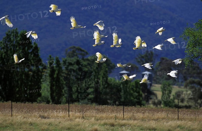 Lesser yellow-crested cockatoo (cacatua sulphurea), group in flight, Australia, Oceania