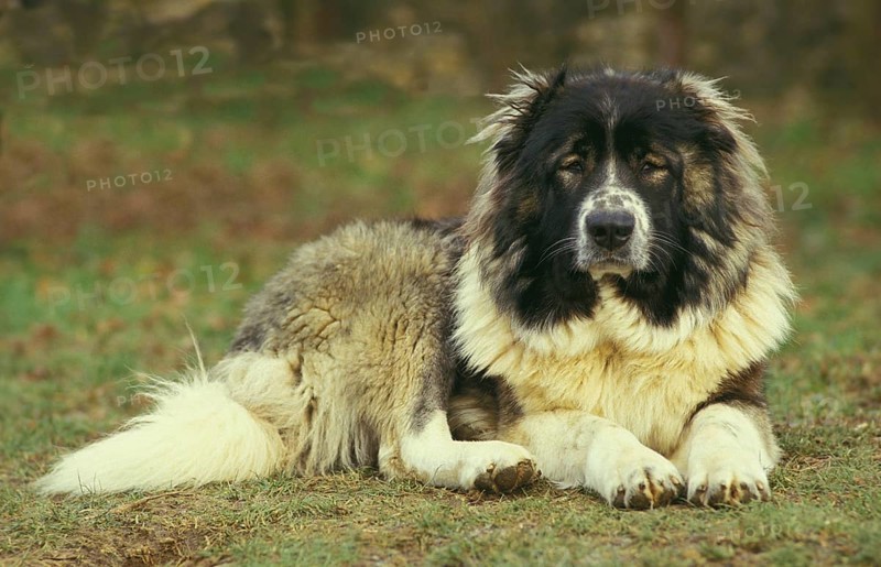 Caucasian Shepherd Dog, breed from Russia