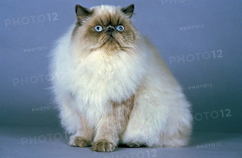 Himalayan domestic cat, adult against blue background