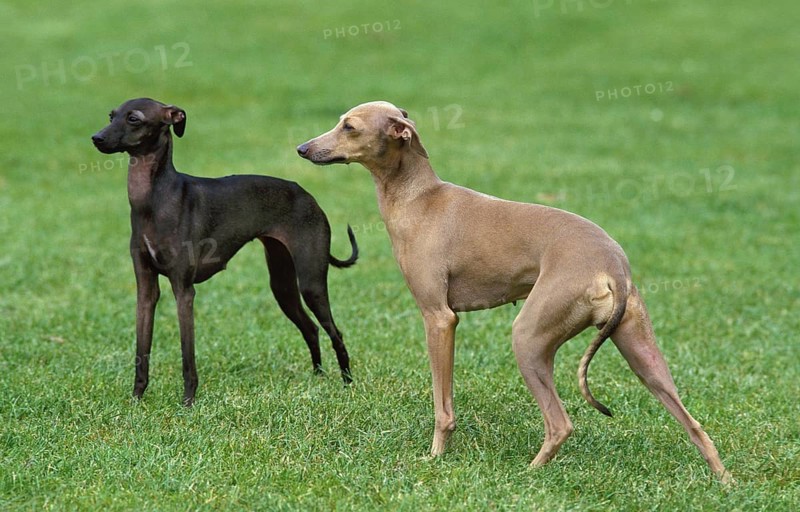 Italian greyhound, dog in the meadow