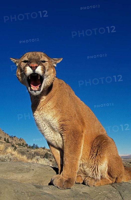 COUGAR (puma concolor), ADULT STANDING ON ROCK, SNARLING, MONTANA