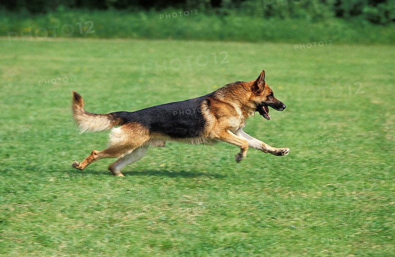 GERMAN SHEPHERD DOG, ADULT RUNNING ON GRASS