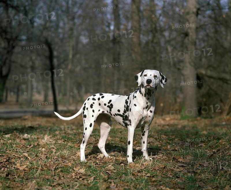 Dalmatian Dog, Adult