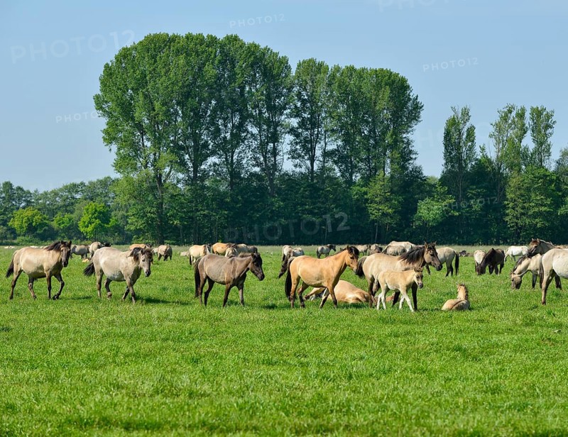 Wild horses of Dülmen, herd with foals, nature reserve Merfelder Bruch in Dülmen, Münsterland, North Rhine-Westphalia, Germany, Europe