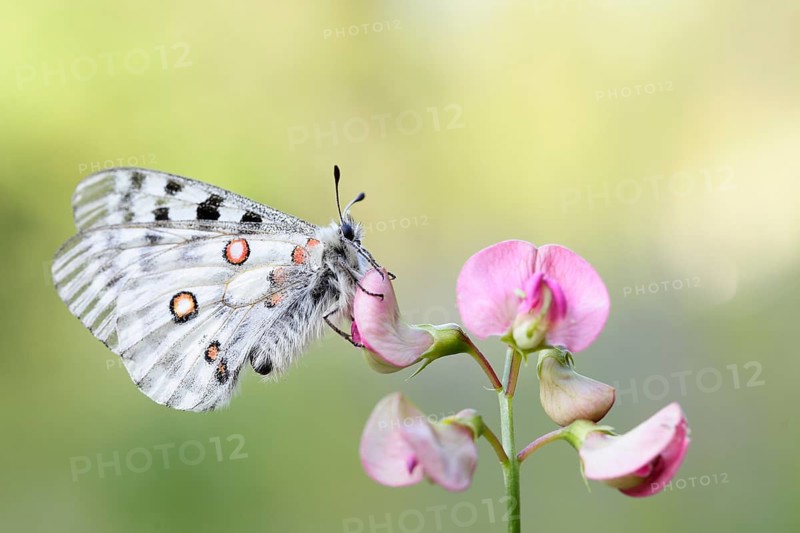 Apollo Butterfly (Parnassius apollo), Tyrolean Oberland, Tyrol, Austria, Europe