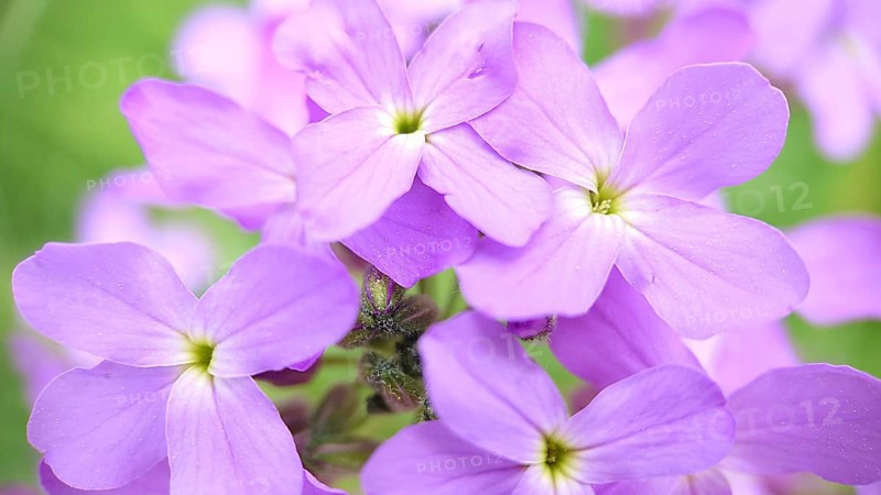 Close-up of vibrant purple flowers (Phlox) with a soft green background, showcasing delicate petals in a spring setting