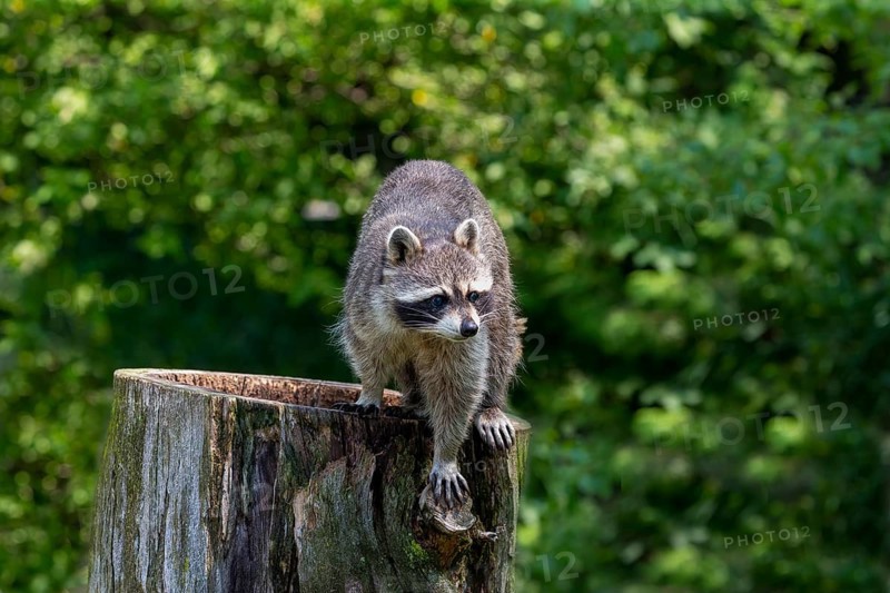 The raccoon on the park