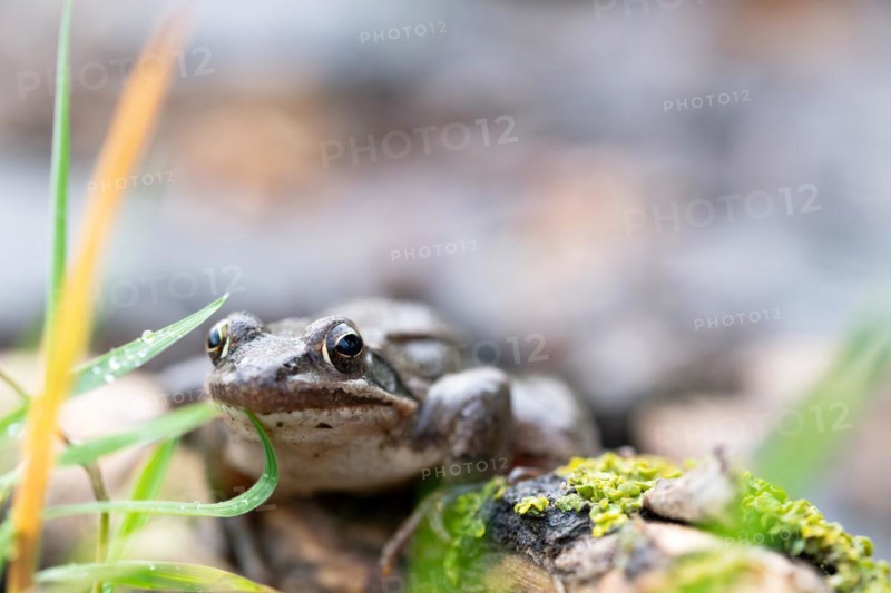 Agile frog (Rana dalmatina), sitting in the grass, Rhine-Erft district, North Rhine-Westphalia, Germany, Europe