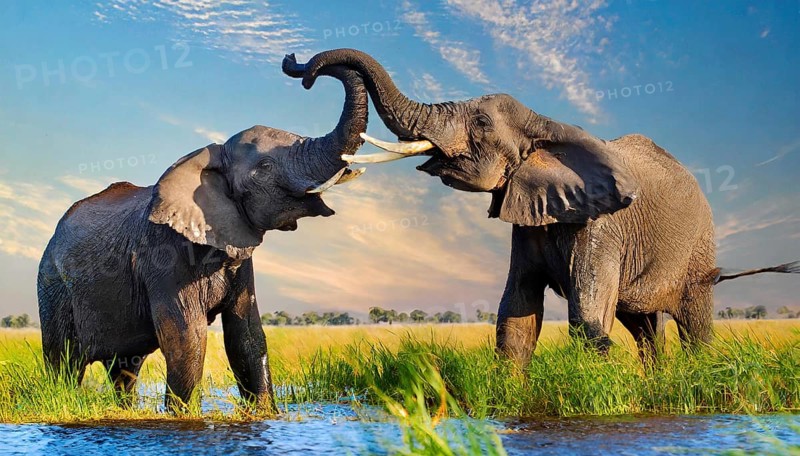 AI generated, animal, animals, mammal, mammals, biotope, habitat, two, fight, bulls, fight, foraging, wildlife, Africa, Kenya, african elephant (Loxodonta africana), water, river, Africa