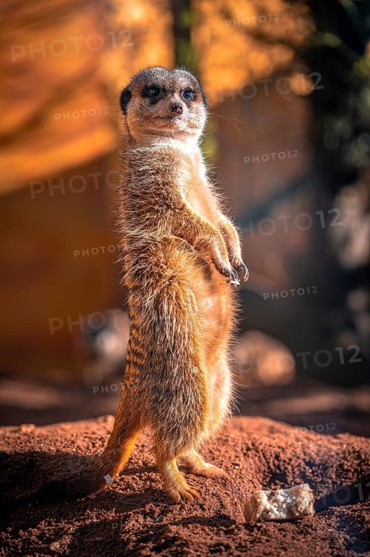 Meerkats (Suricata Suricatta) in its natural environment in sunshine, Eisenberg, Thuringia, Germany, Europe