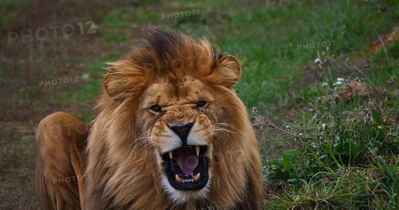 African Lion (panthera leo), Male snarling