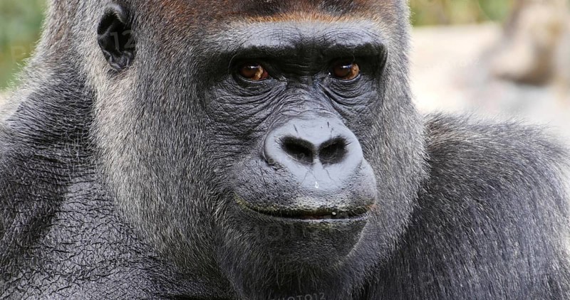 Eastern Lowland Gorilla (gorilla gorilla) graueri, Portrait of Male