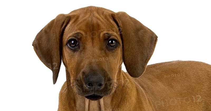 Rhodesian Ridgeback, 3 Months old Pup against White Background