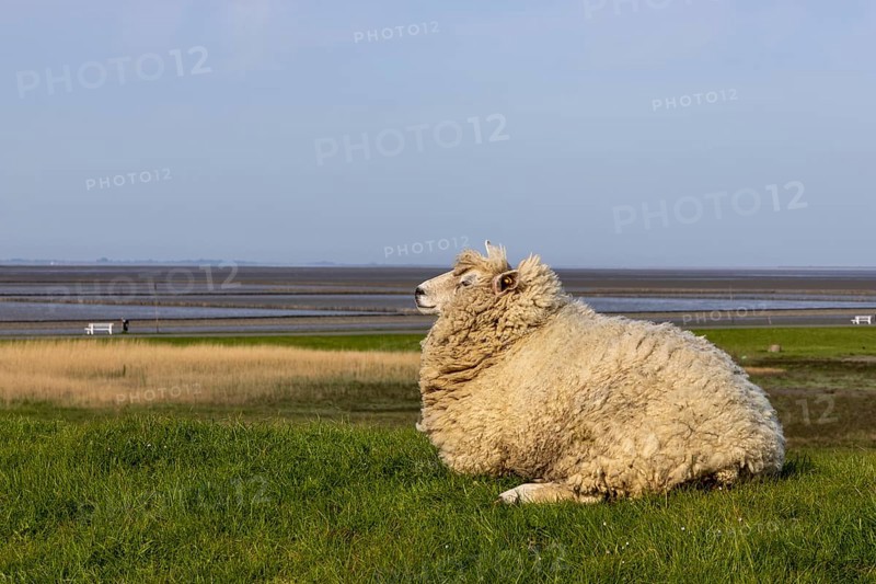 Sheep on the dyke and low tide in the background at the Dockkoogspitze bathing beach, Dockkoog, Husum, Schleswig-Holstein, Germany, Europe