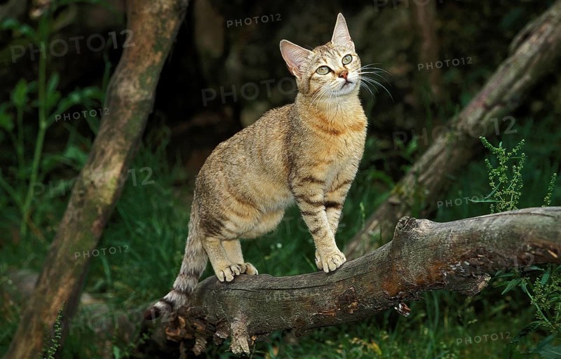 African Wildcat (felis silvestris lybica), Adult on Branch