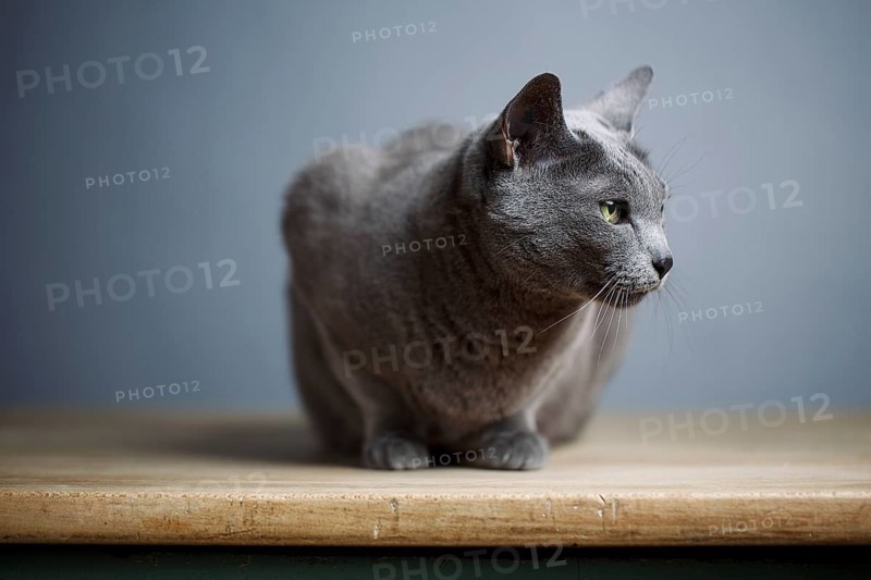 Portrait of an elegant Russian Blue pedigree cat