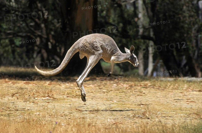 RED KANGAROO (macropus rufus), ADULT HOPPING, AUSTRALIA