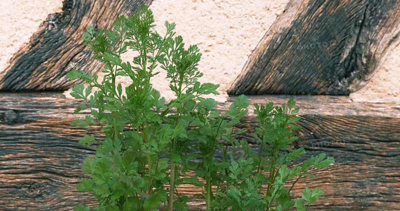 Coriander (Coriandrum sativum), Normandy