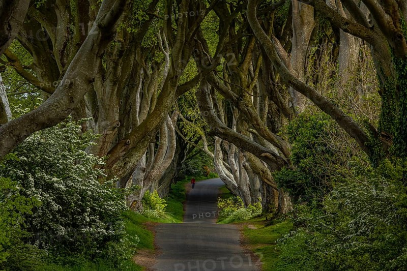 The Dark Hedges, Northern Ireland, UK