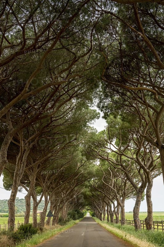 Avenue of pines on a country road, Grosseto province, Tuscany, Italy, Europe