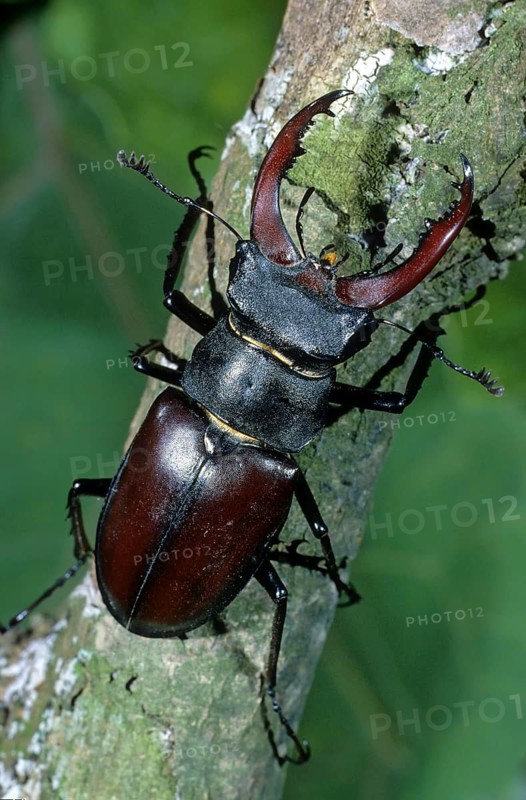 Stag beetle (Lucanus cervus)