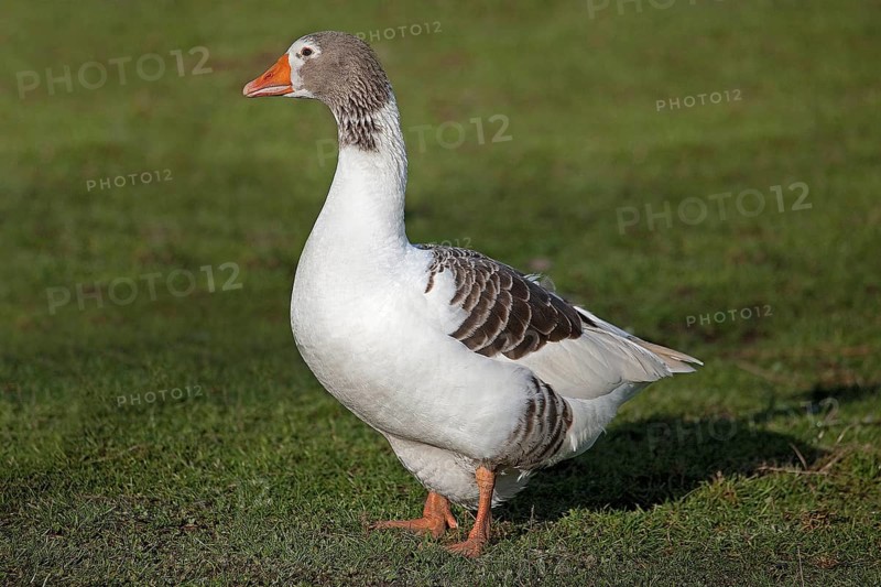 Norman domestic goose, a French breed from Normandy, female