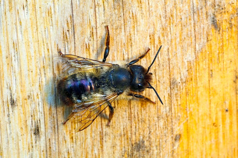 Heriades truncorum (Heriades truncorum), bee, bees, Hamburg, Germany, Europe